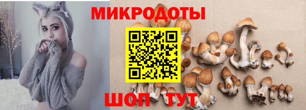 Великий Новгород  Псилоцибиновые грибы прущие грибы  Вход с VPN  Псилоцибиновые грибы Cubensis 